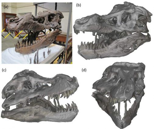 dino with hard skull