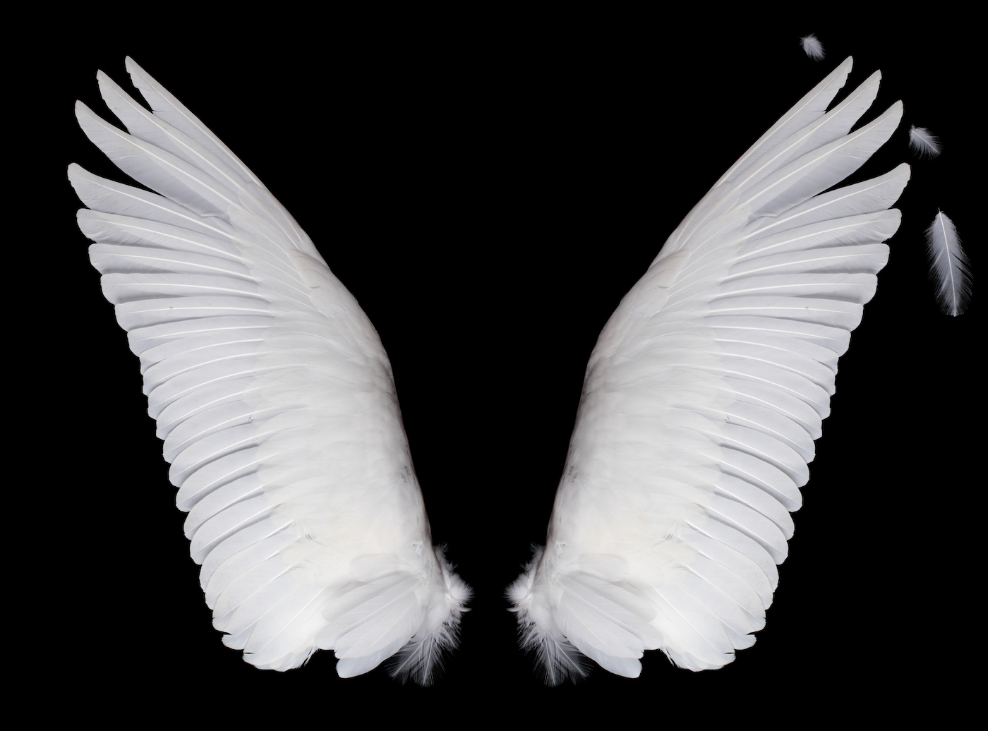 White wings isolated on black background