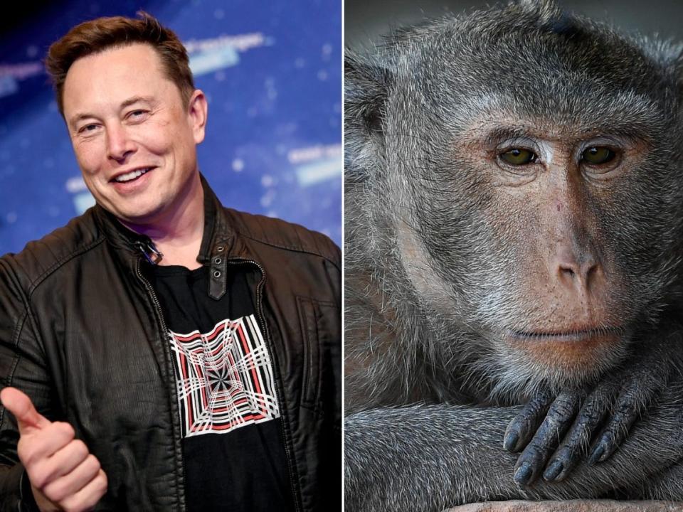 Elon Musk monkey