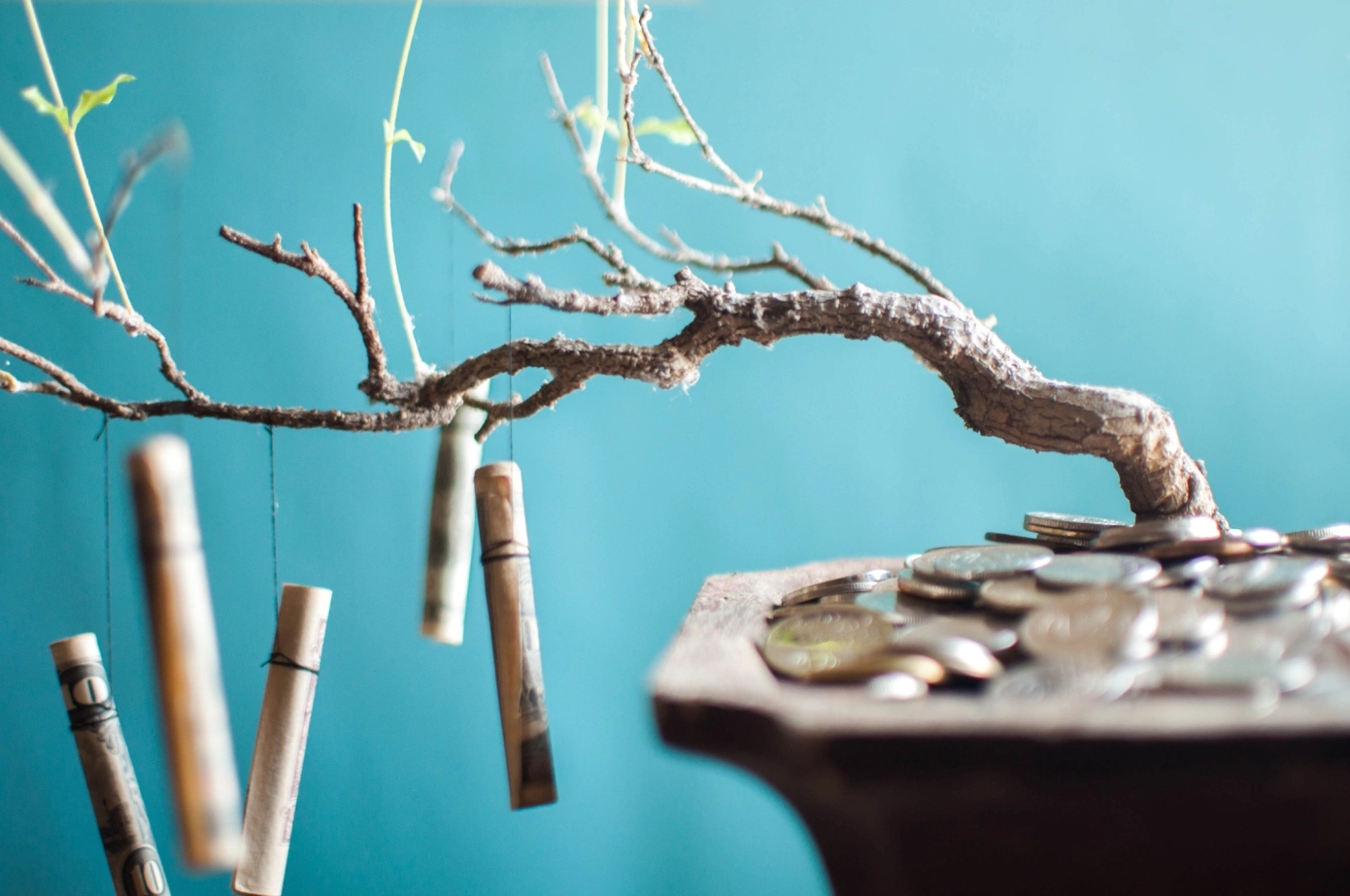 Rolled dollar bills hang from a bonsai tree.